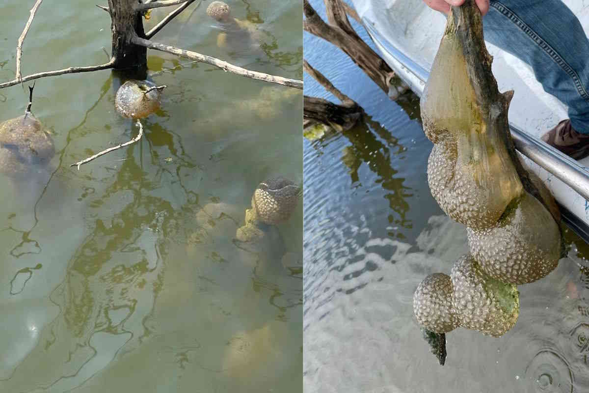 uova lago.jpg