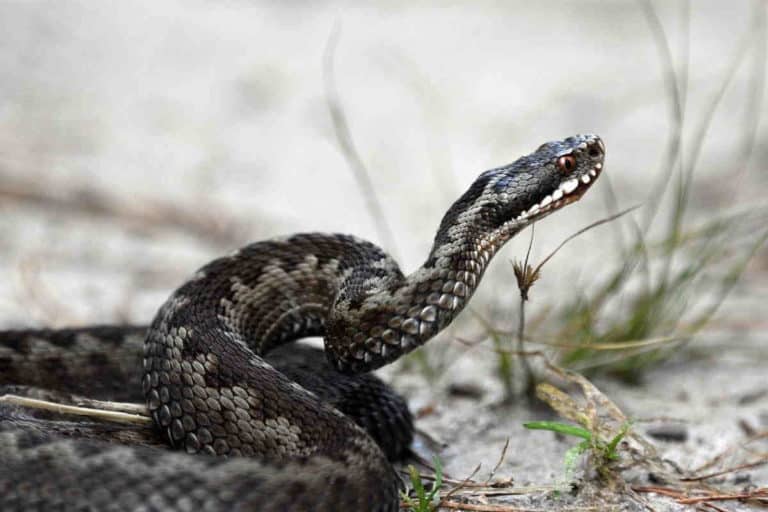 vipera.jpg