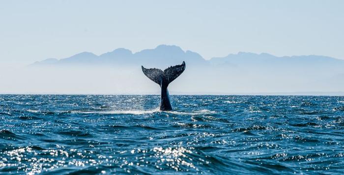 whale m.jpg