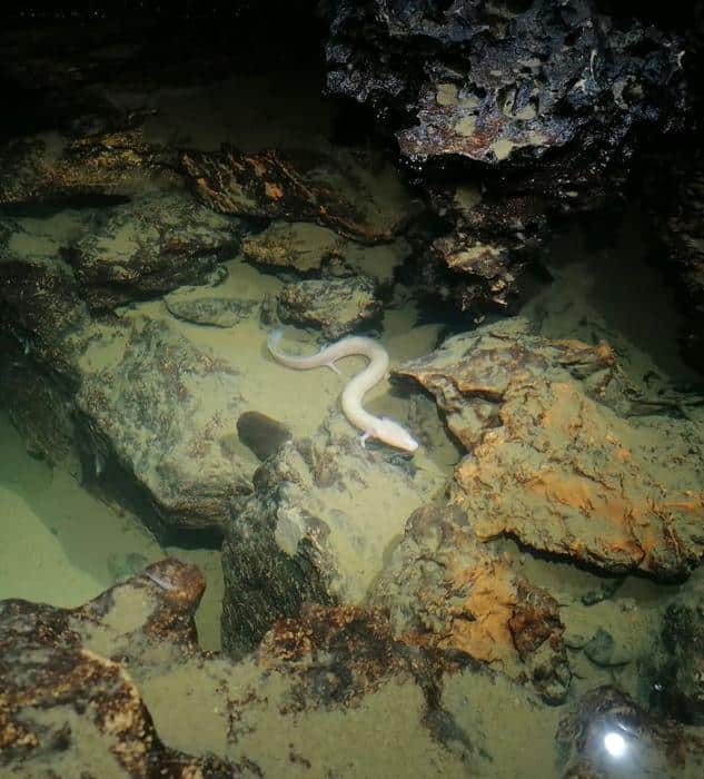 white olm in an underwater cave m.jpg