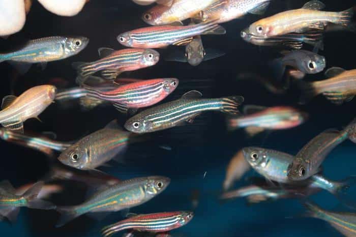 zebrafish school m.jpg
