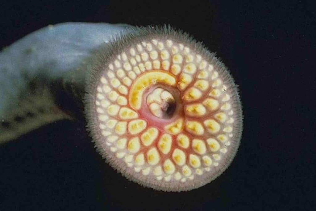 640px Sea lamprey.jpg