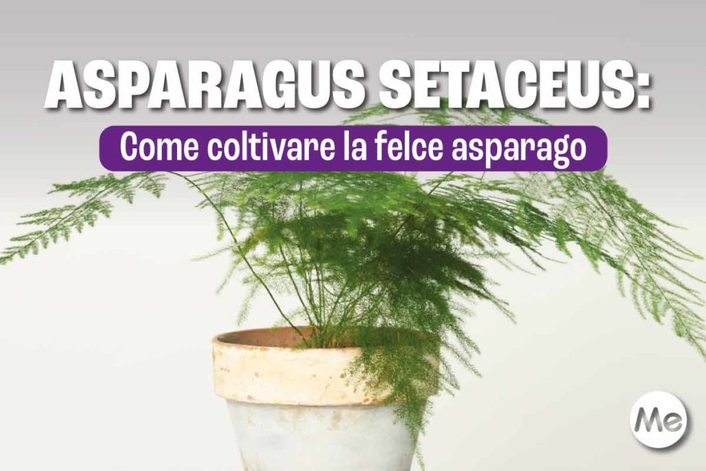 Asparagus.jpg