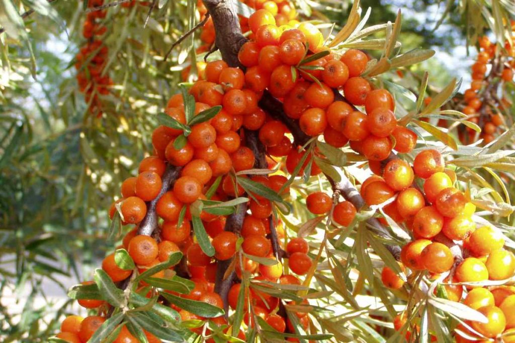 Bacche olivello spinoso.jpg