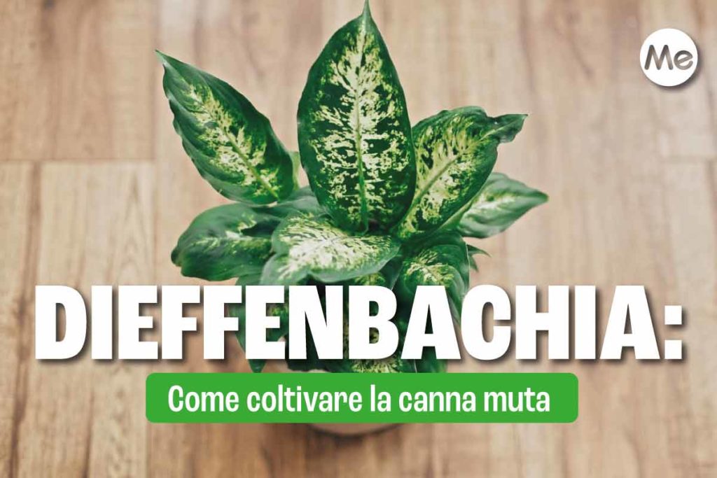Dieffenbachia .jpg