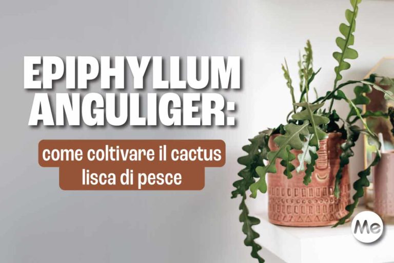 Epiphyllum .jpg