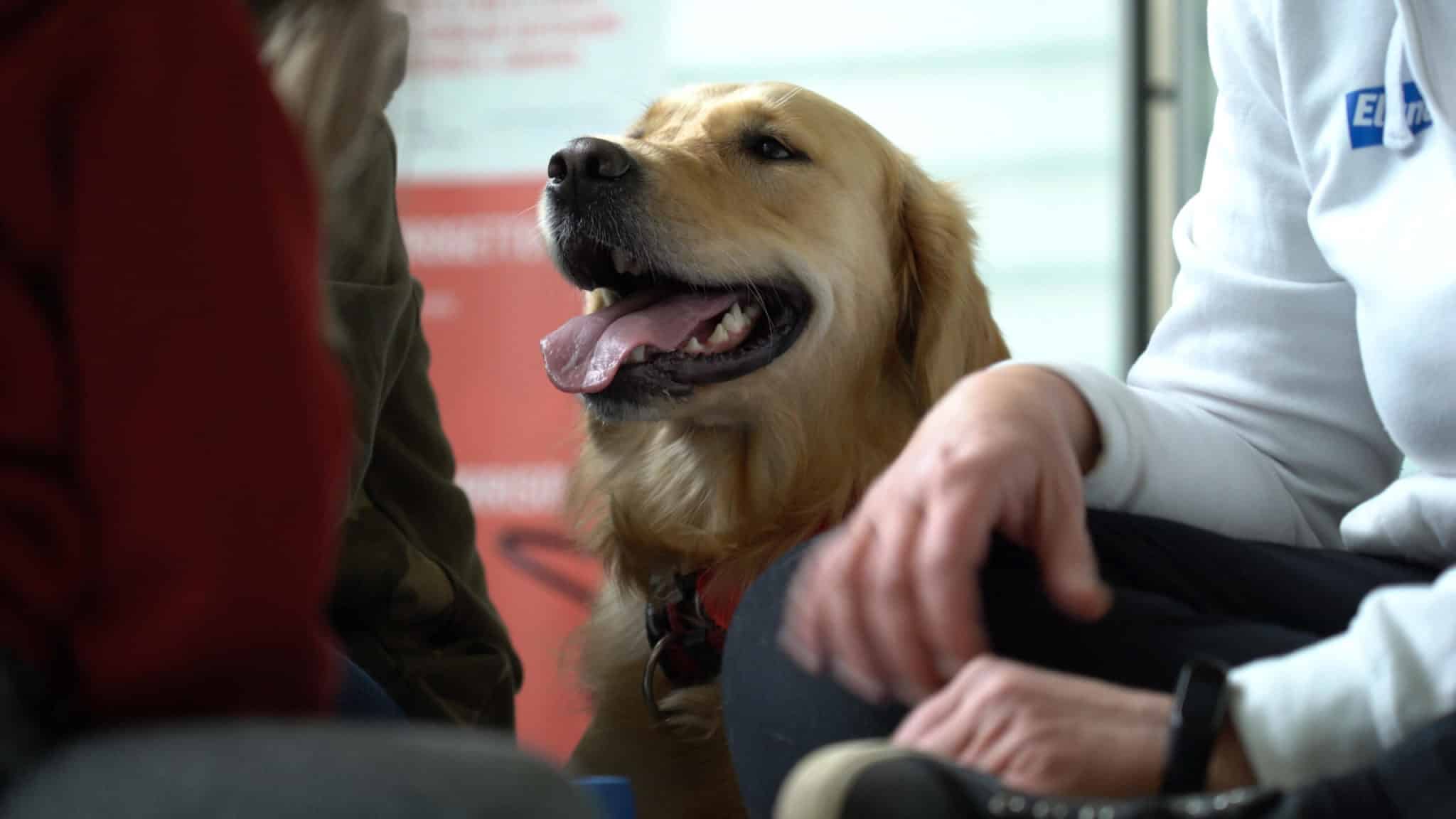 Gli animali in ufficio aumentano la serenità dei dipendenti e la produttività. Ma solo il 10% delle aziende li accetta 1 GOLF 20240406085054796 16daace826e6741ca0664616ebb3291b scaled.jpg