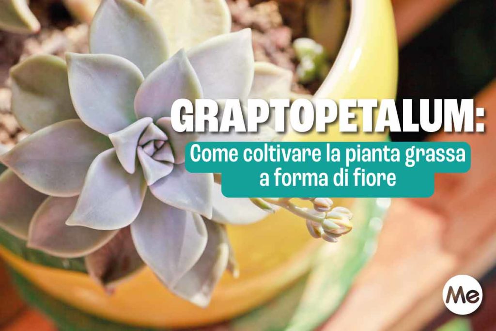 Graptopetalum 2.jpg