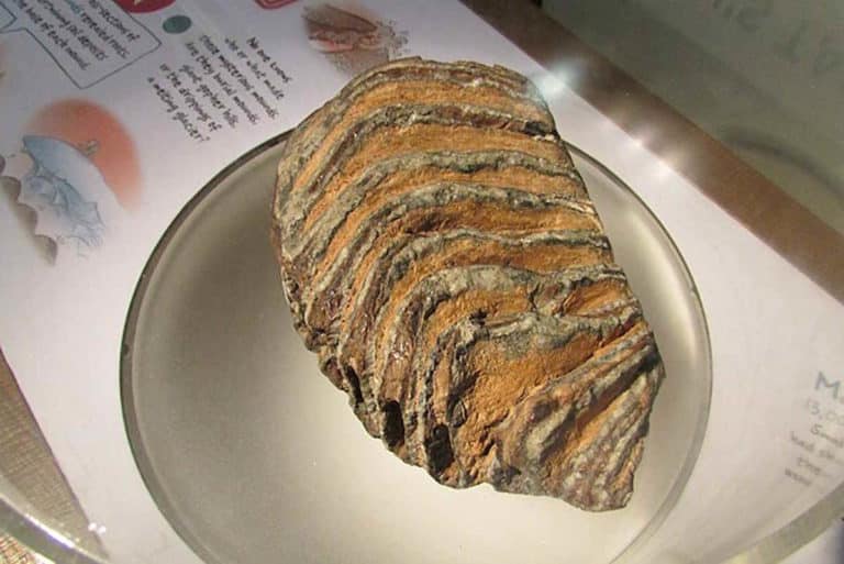 Ho trovato un fossile camminando sulla spiaggia: sembra che abbia 1,8 milioni di anni! (è un dente di mammut) 1 Mammoth 6667.jpg