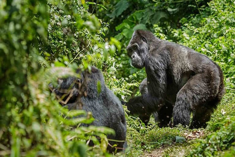 Mountain gorilla Gorilla beringei beringei in Bwindi Impenetrable 04.jpg