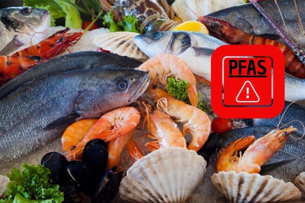 PFAS pesce frutti di mare studio.jpg