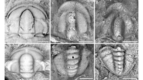 Antiche rocce rivelano moria di massa avvenuta mezzo miliardo di anni fa 1 PFTX72YSpqJAwVhsaQhTx6 650 80.jpg 1 500x281.jpg