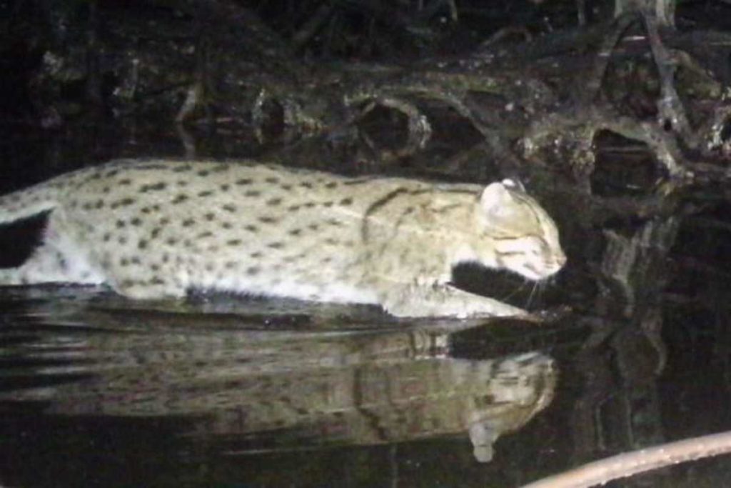 Prionailurus viverrinus.jpg