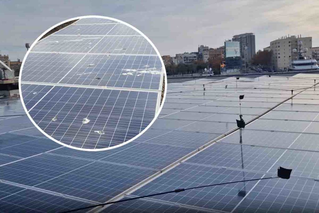 Pro Solar Birds.jpg