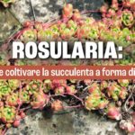 Rosularia.jpg