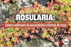 Rosularia.jpg