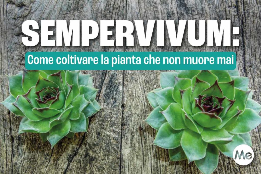 Sempervivum .jpg