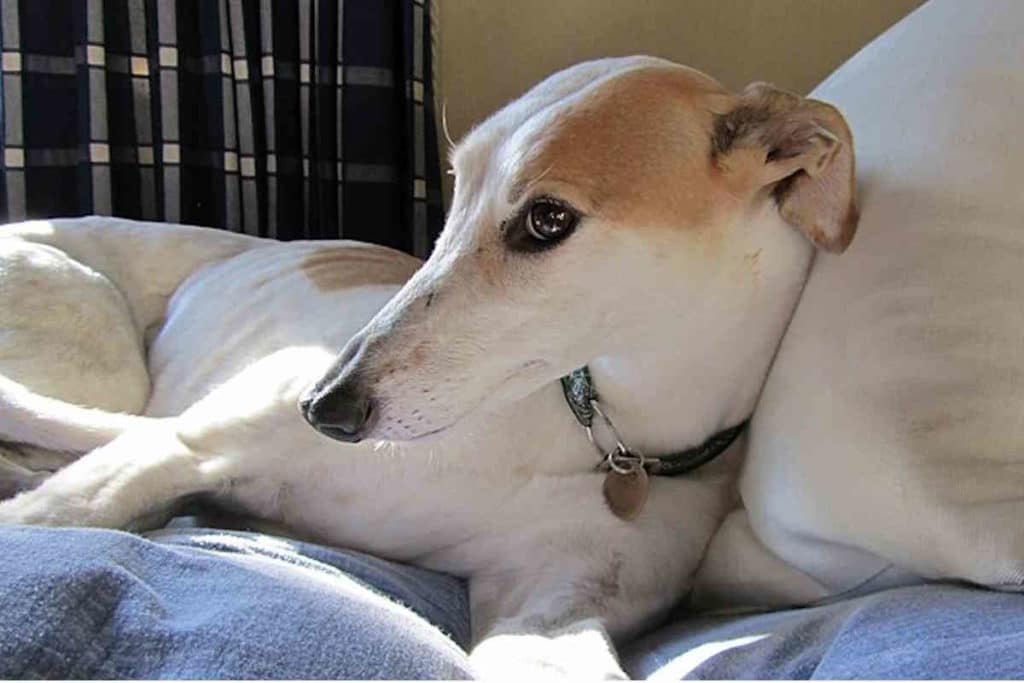 Sighthound head.jpg