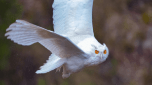 albino eurasian eagle owl m.png