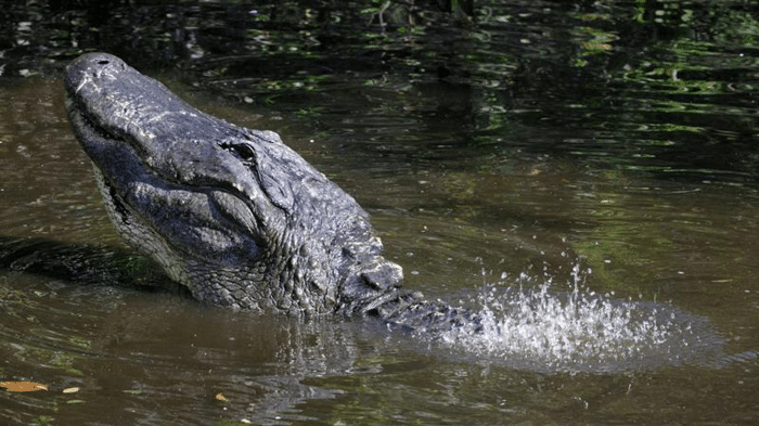 alligator penis m.png