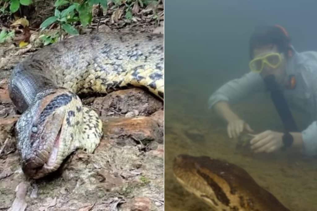anaconda.jpg