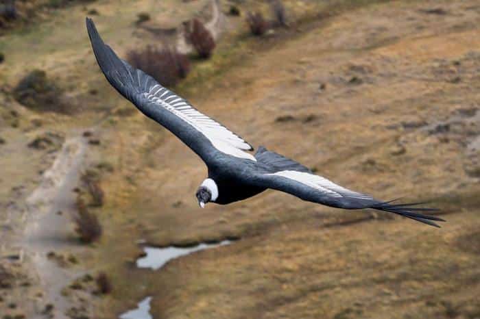 andean condor m.jpg
