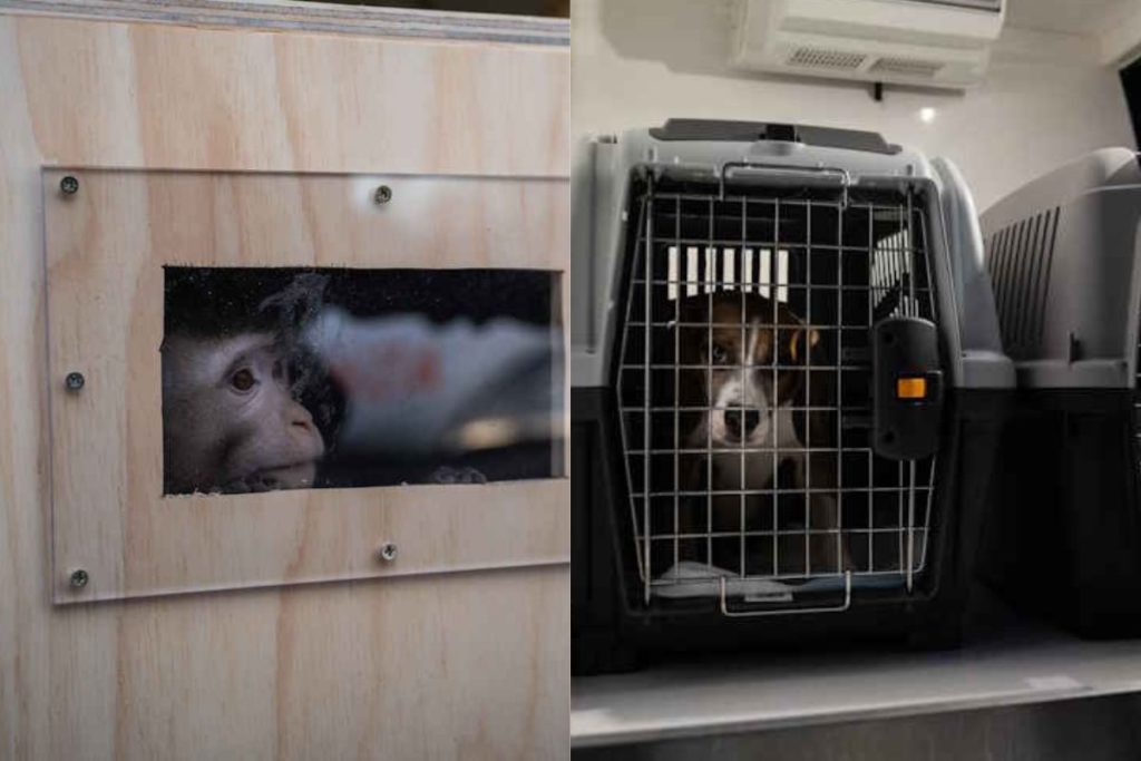 animali Verona.jpg