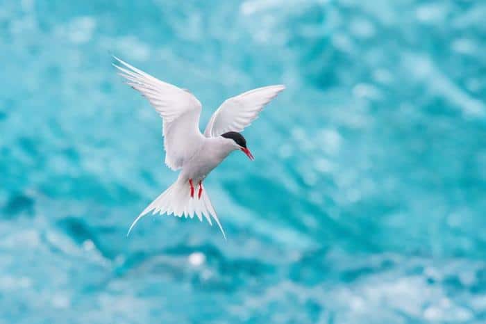 arctic tern m.jpg