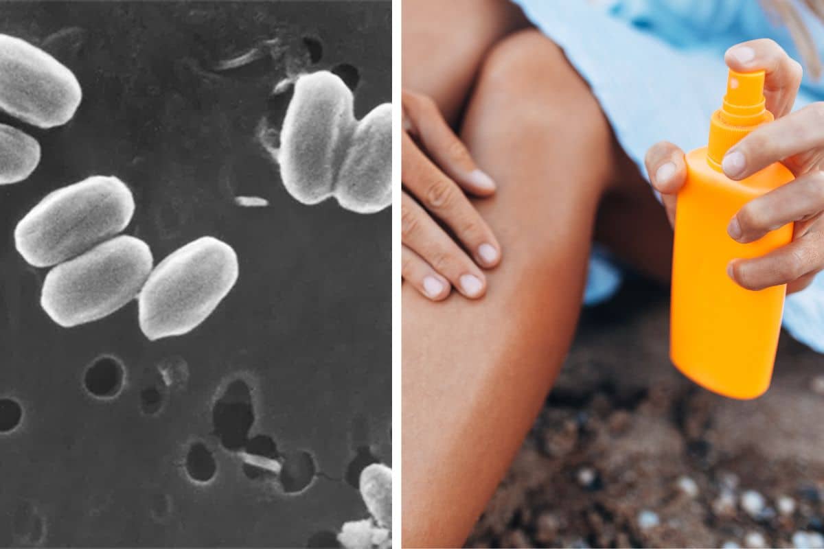Creme solari: un microbo scoperto dalla Nasa potrebbe essere la “svolta” contro rughe e danni da raggi UV 1 batterio creme solari.jpg