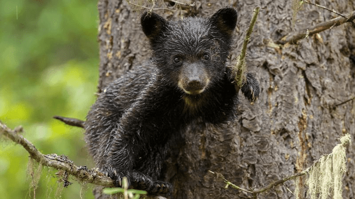 bear cub m.png