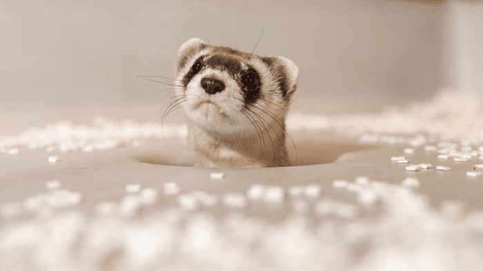 black footed ferret clone m.png