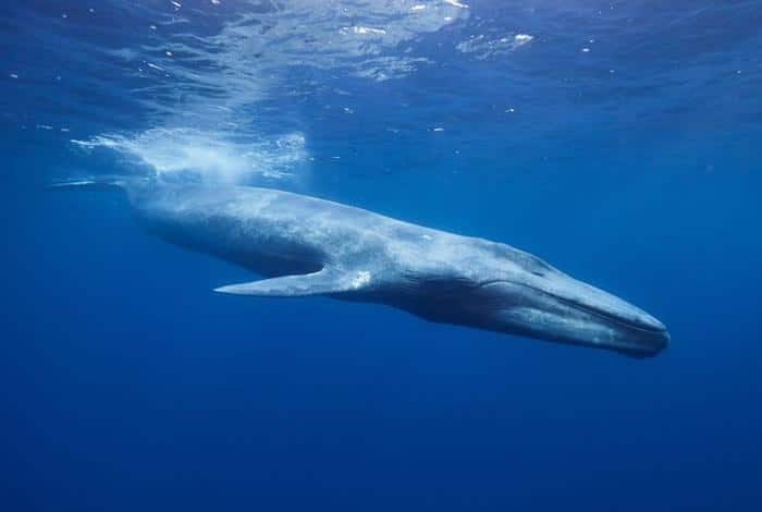 blue whale m.jpg