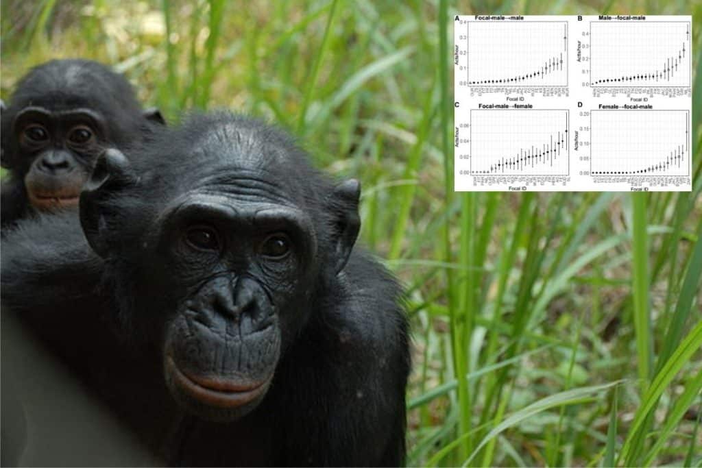 bonobo.jpg