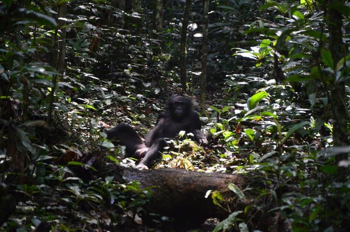 Aggressività e riproduzione: confronto tra bonobi e scimpanzé 1 bonobo relaxing m.jpg