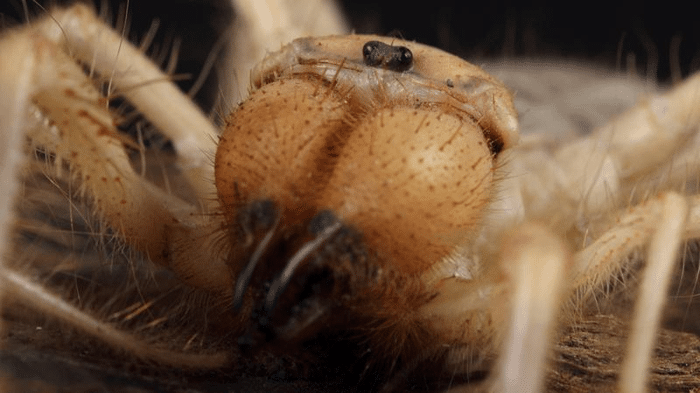 camel spider m.png