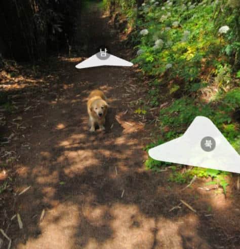 Golden retriever insegue la camera di Google Maps comparendo in oltre 1000 scatti di street view 1 cane foto 3