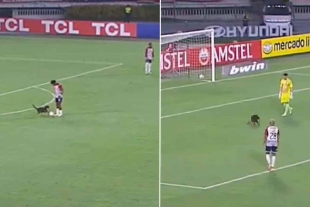 cane partita.jpg
