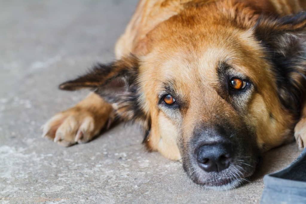 cane triste.jpg
