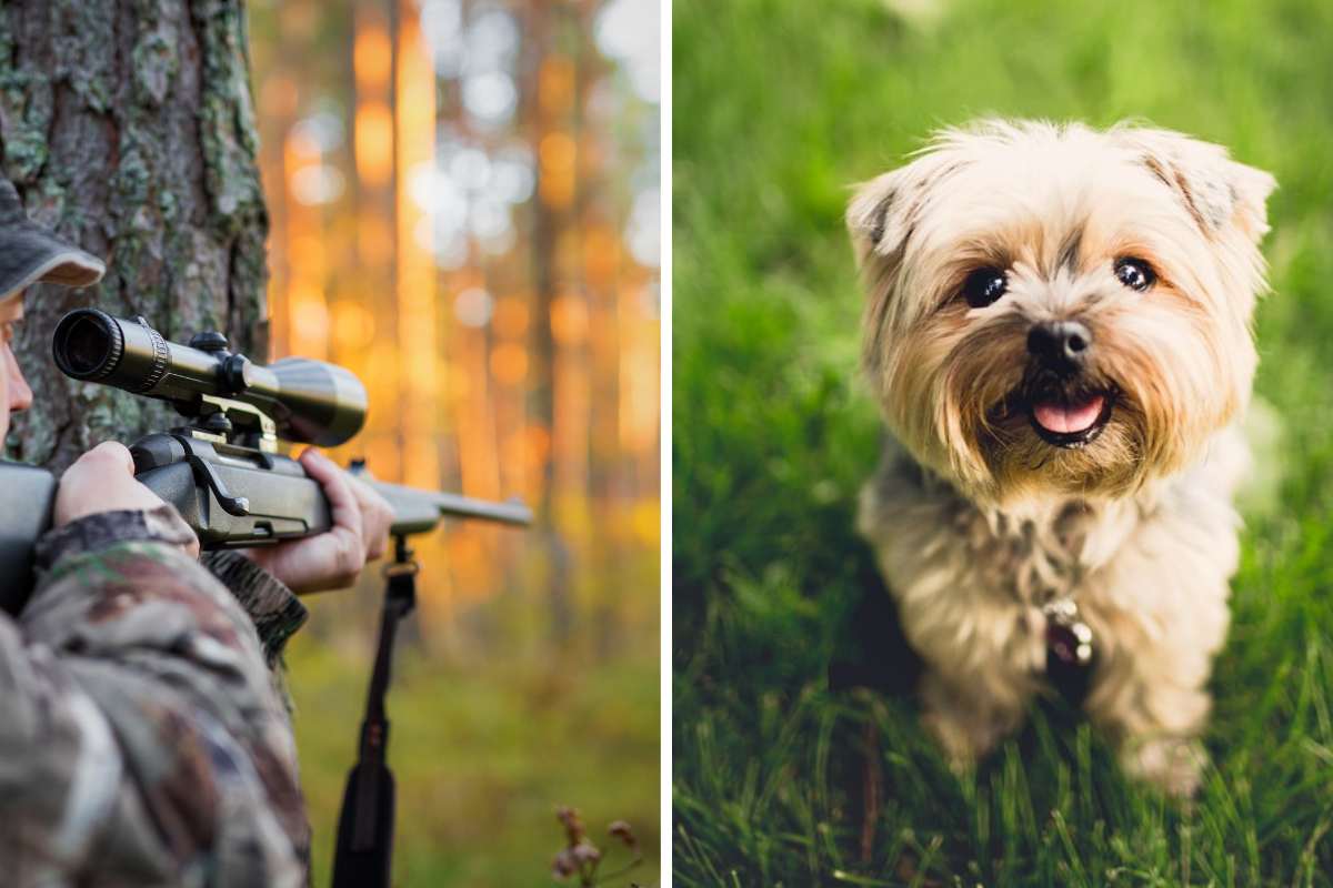 Uccise un cagnolino sparandogli con la carabina a Perugia: condannato al carcere e al risarcimento dei danni 1 cane ucciso carabina.jpg