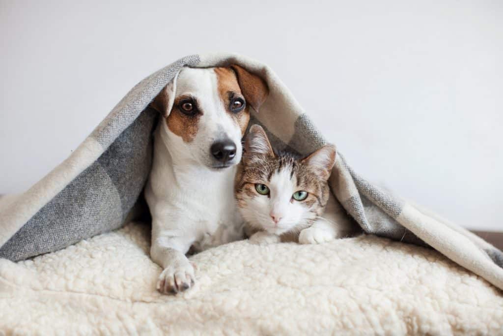 cani gatti.jpg