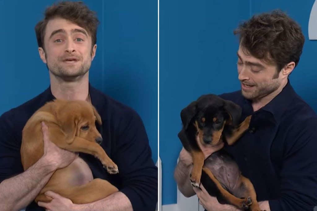 cani harry potter.jpg