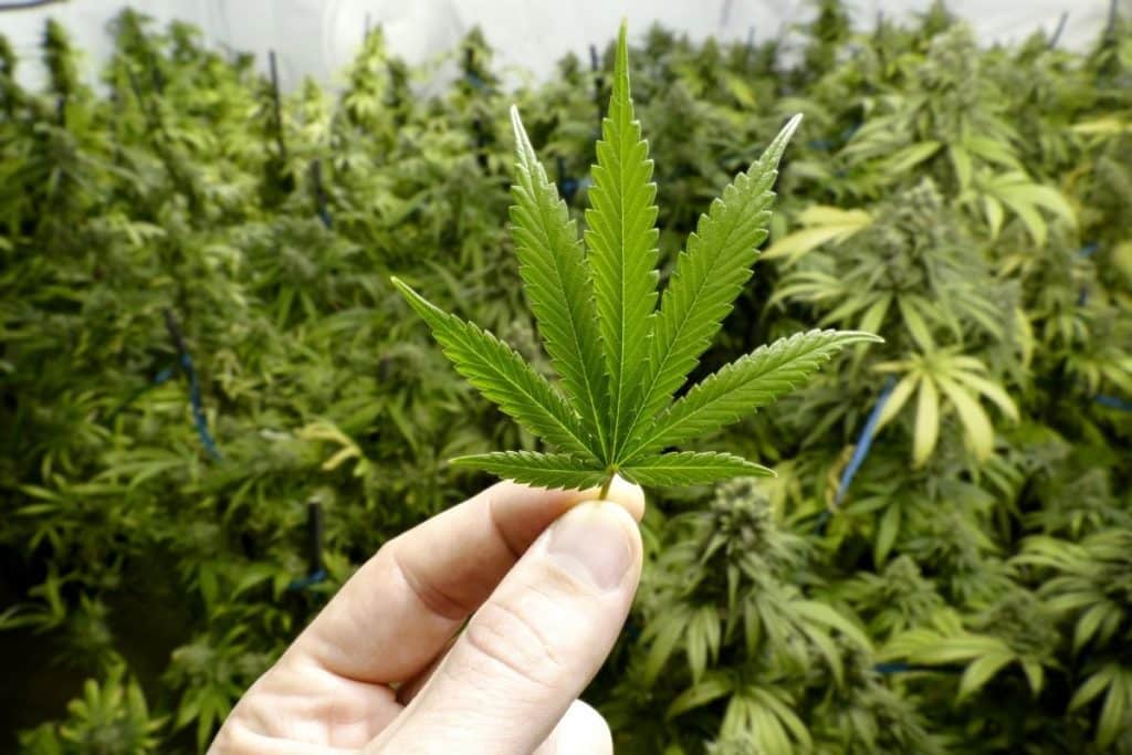 cannabis.jpg