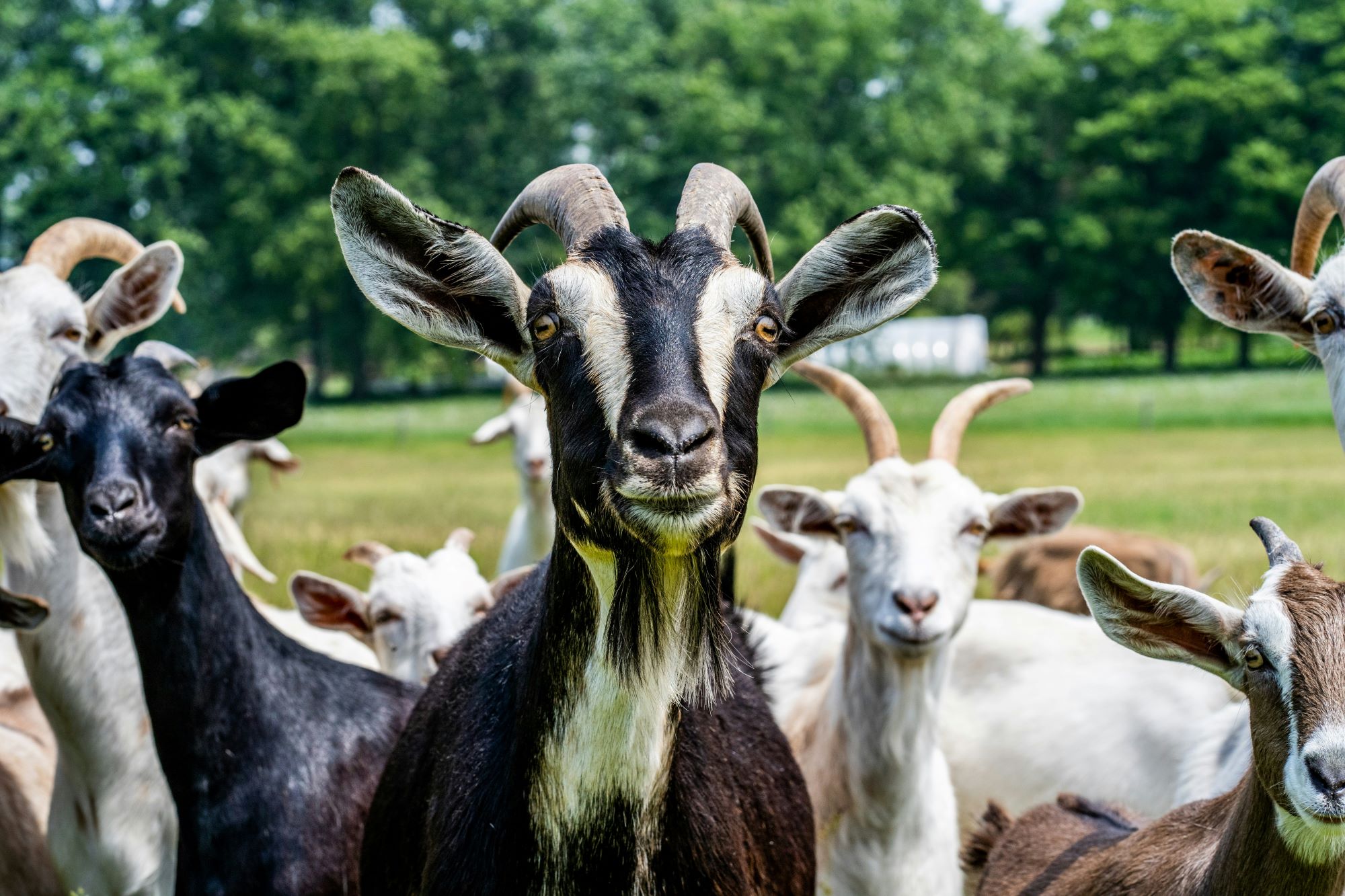 «Qui ci sono troppe capre mandiamole via». La battaglia del sindaco di Alicudi contro gli animalisti 1 capre alicudi.jpg
