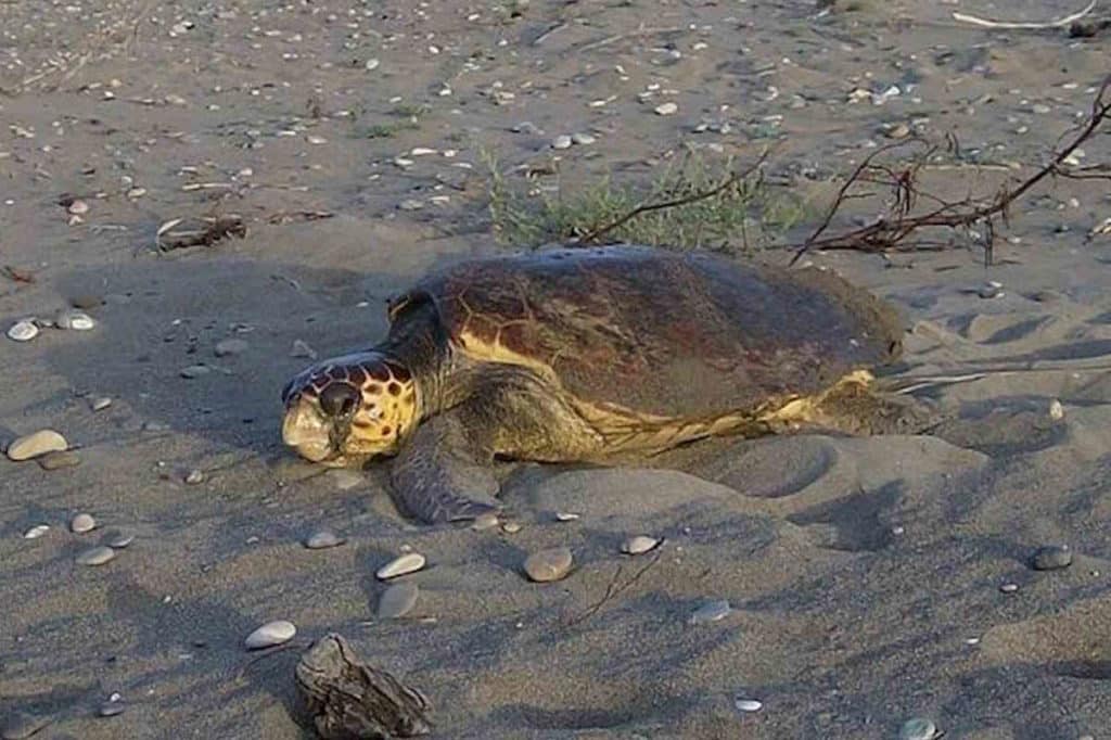 caretta.jpg