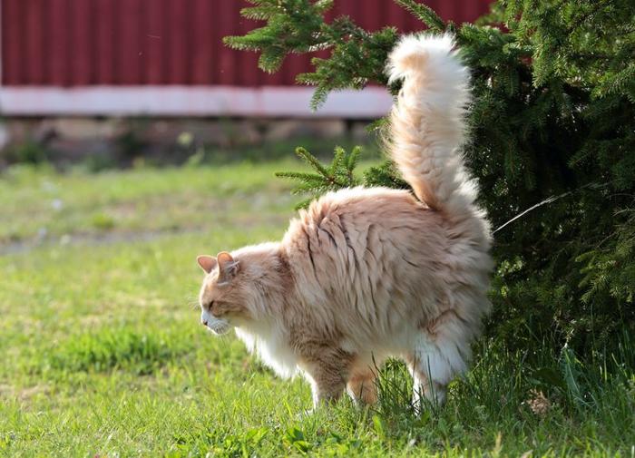 cat spraying m.jpg