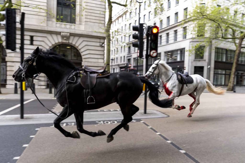 cavalli londra.jpg