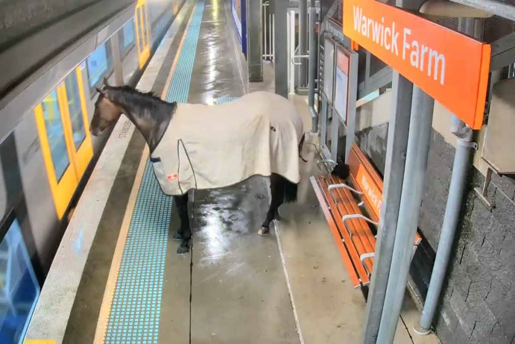cavallo.jpg