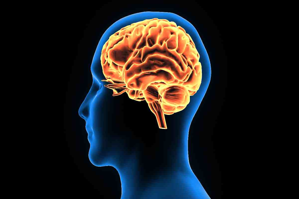 Quanto tempo serve esattamente al cervello per riparare i danni causati dall’alcol? 1 cervello.jpg