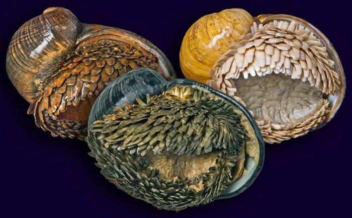 chrysomallon squamiferum m.jpg