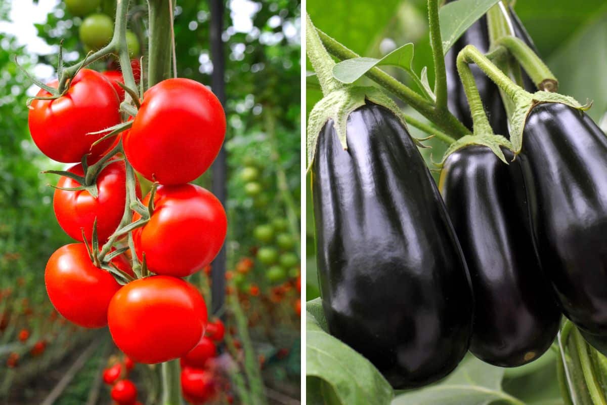Dall’India l’ innovativo metodo per coltivare melanzane e pomodori su una stessa pianta 1 coltivare pomodori e melanzane.jpg
